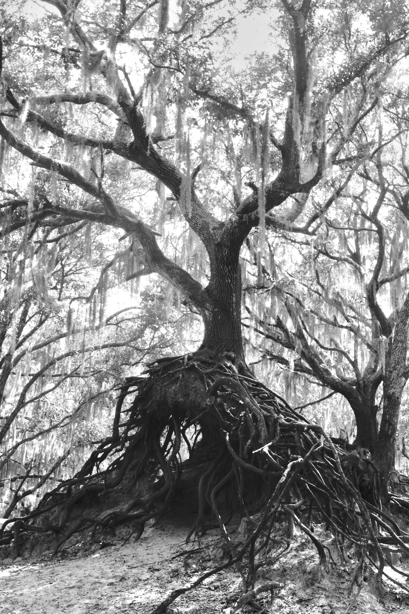 Wordless Wednesday – The Old Tree