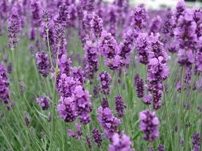 lavender aromatheraphy